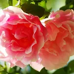 Kilmokea Garden Bed & Breakfast New Ross