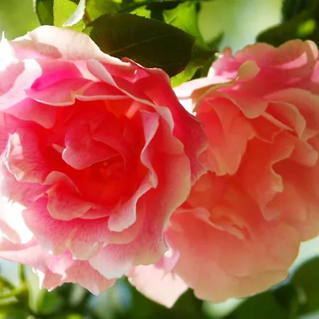 Kilmokea Garden לינה וארוחת בוקר ניו רוס