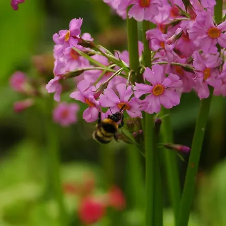 Kilmokea Garden לינה וארוחת בוקר 4*