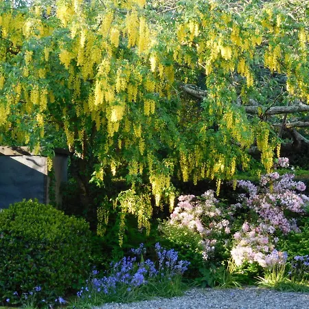 לינה וארוחת בוקר Kilmokea Garden