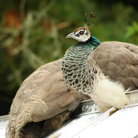 Kilmokea Garden לינה וארוחת בוקר 4*