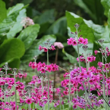 Kilmokea Garden ניו רוס