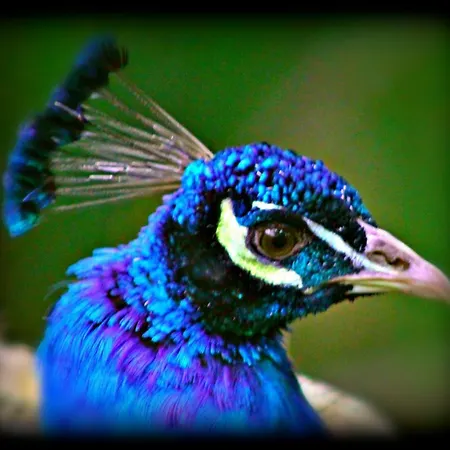 Kilmokea Garden Frühstückspension