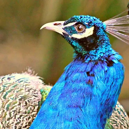 לינה וארוחת בוקר Kilmokea Garden 4*