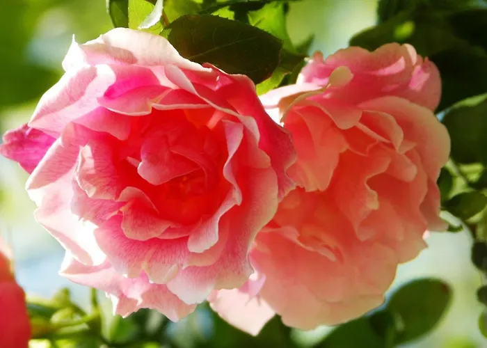 Kilmokea Garden Alojamento de Acomodação e Pequeno-almoço New Ross