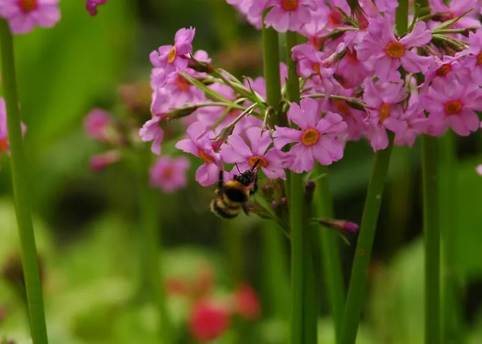 Kilmokea Garden Alojamento de Acomodação e Pequeno-almoço 4*