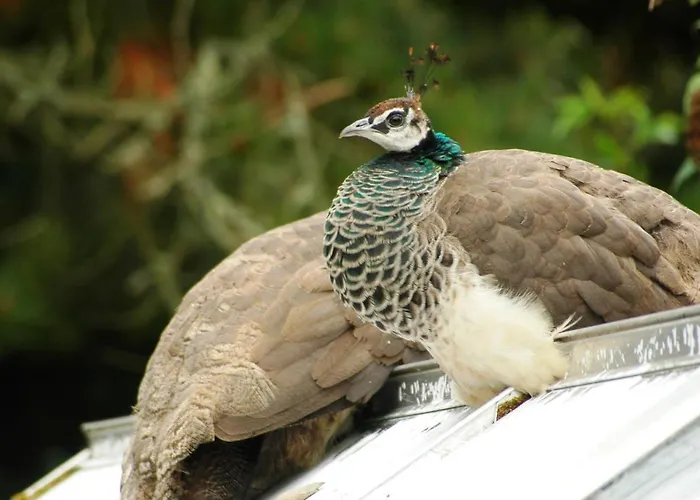 Kilmokea Garden Nocleg ze śniadaniem 4*