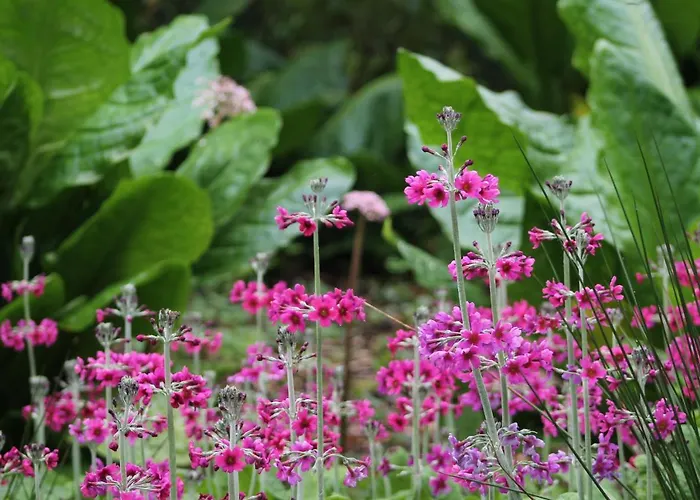 Kilmokea Garden New Ross