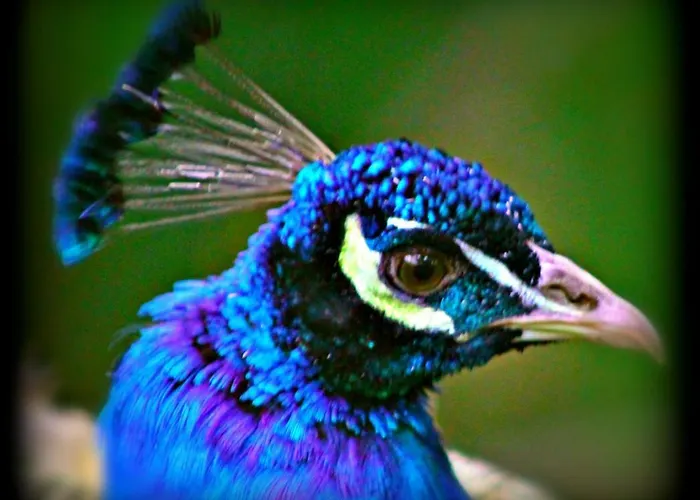 Kilmokea Garden Alojamento de Acomodação e Pequeno-almoço