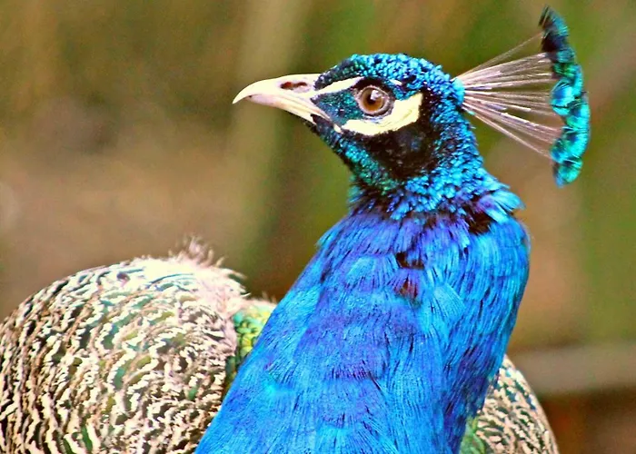 Alojamento de Acomodação e Pequeno-almoço Kilmokea Garden 4*